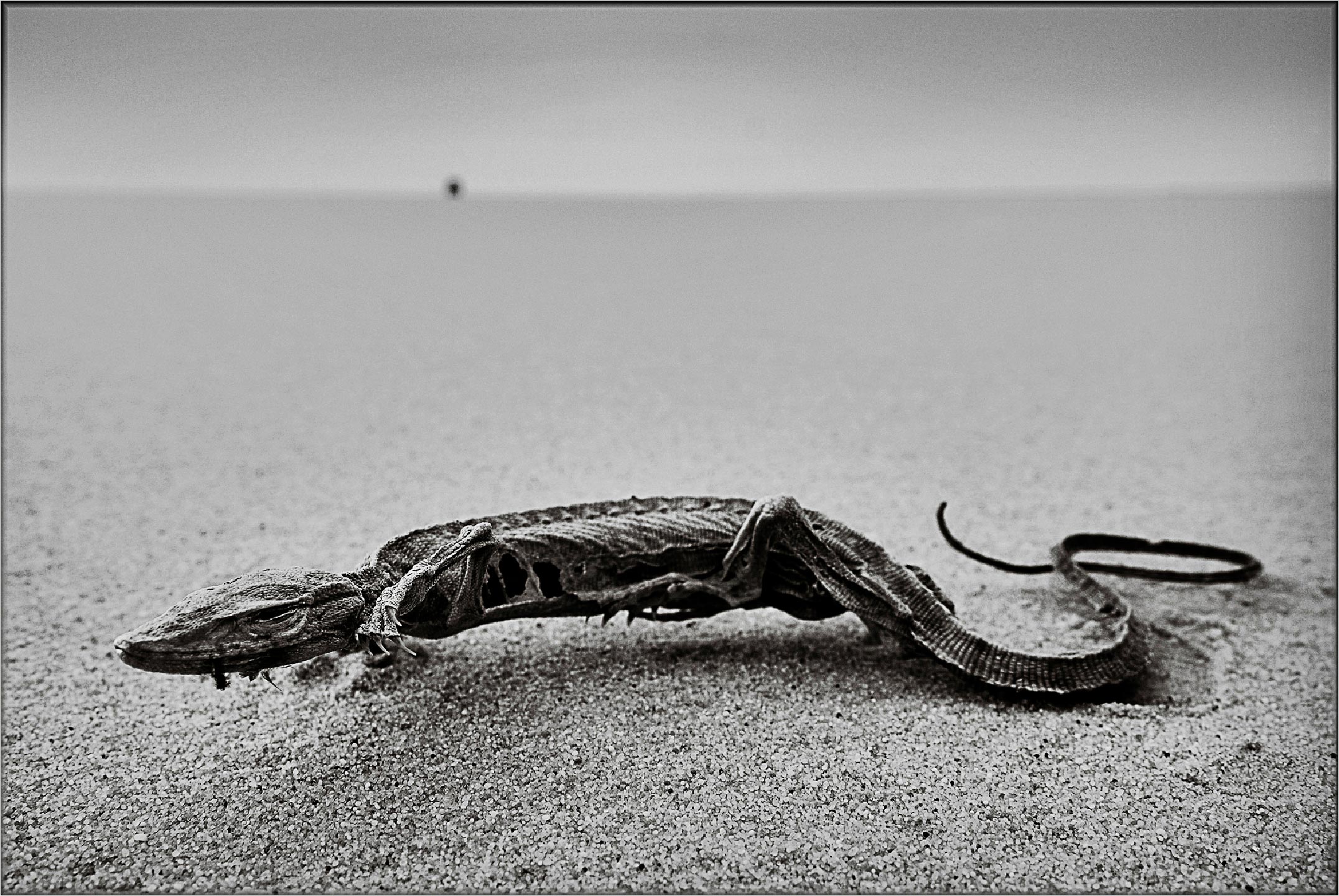 Lybie désert photographie christian vicens